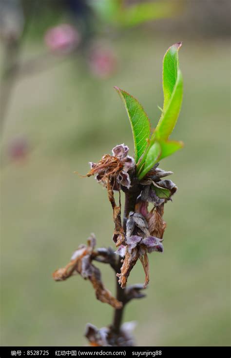 桃花枯萎